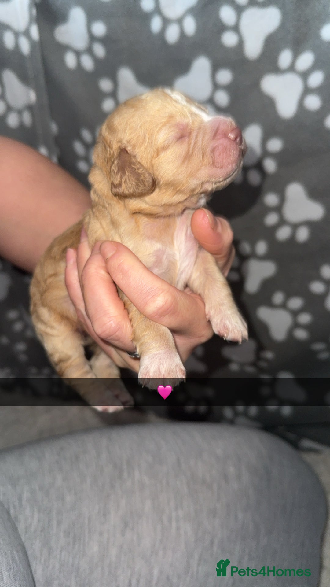 Cocker Spaniel dogs for sale: 7 beautiful cocker spaniel puppies 🩷💙 - Advert 6