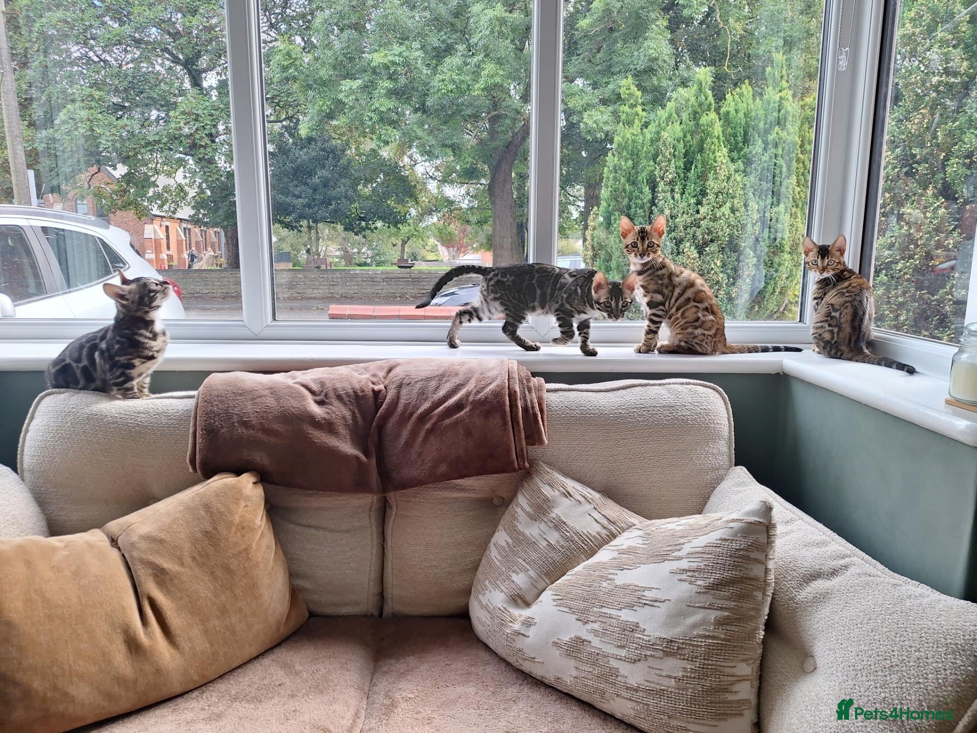 Bengal cats Elite TICA Bengal Boys- Neutered and Vaccinated - Advert 2