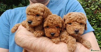 Toy Poodle dogs - Advert 6
