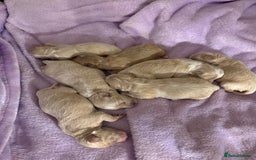 Maltipoo dogs for sale: BEAUTIFUL F1 MALTIPOO PUPPIES  - Image 4