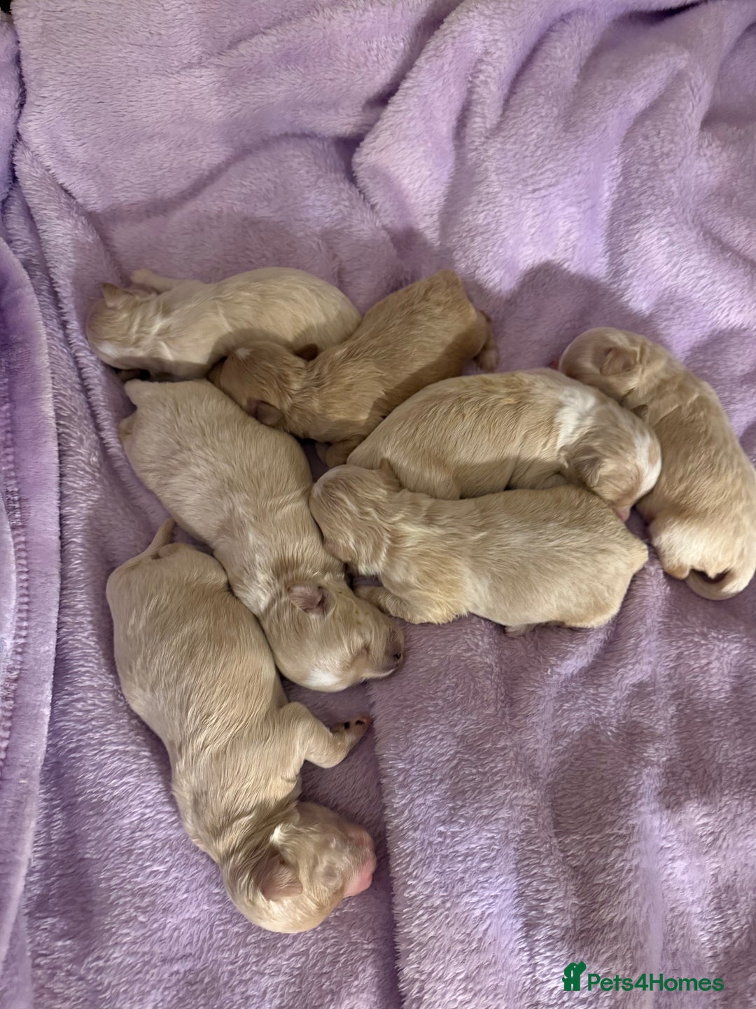 Maltipoo dogs for sale: BEAUTIFUL F1 MALTIPOO PUPPIES  - Image 4