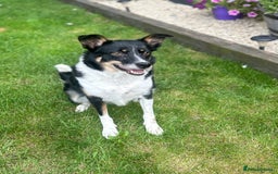 Border Collie dogs for sale: 🩷4 YEAR OLD BORDER COLLIE🩷 - Image 3