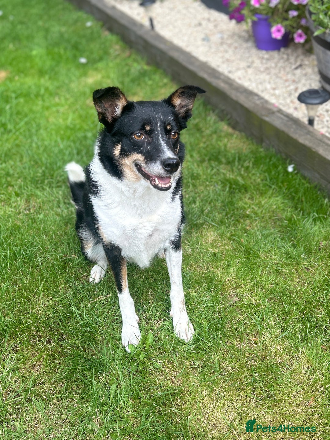 Border Collie dogs for sale: 🩷4 YEAR OLD BORDER COLLIE🩷 - Image 3