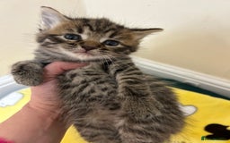 Mixed Breed cats for sale: Kittens amazing kittens  - Image 5