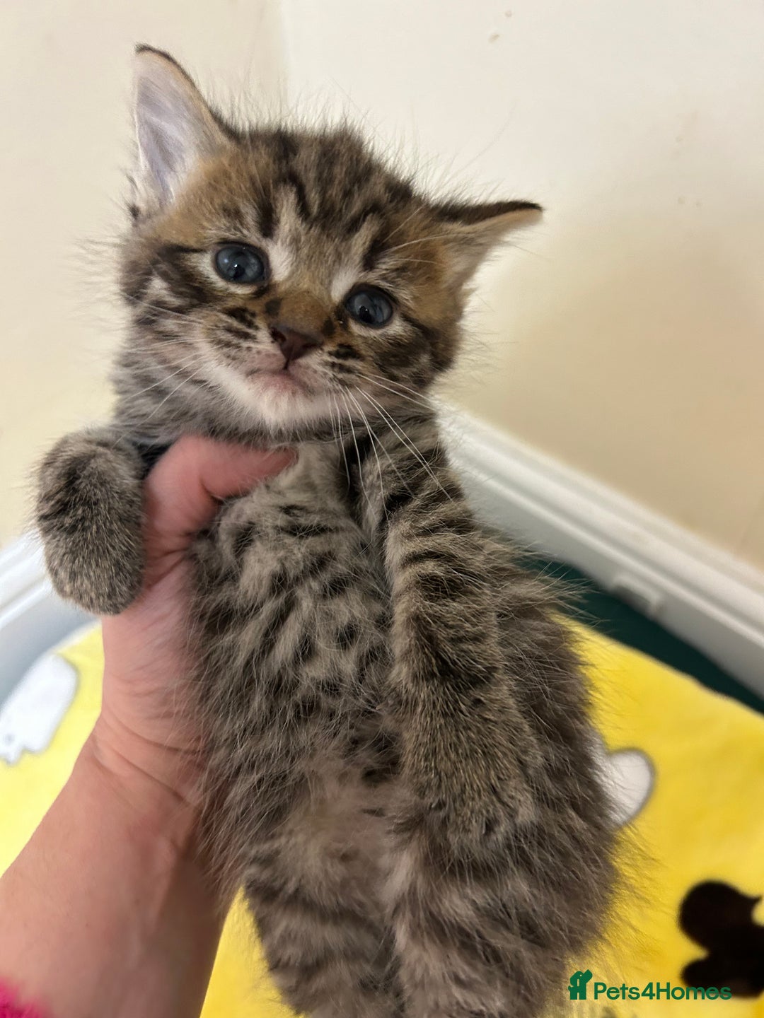 Mixed Breed cats for sale: Kittens amazing kittens  - Image 5