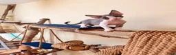 Devon Rex cats for sale: beautiful Devon Rex kittens  - Advert 16