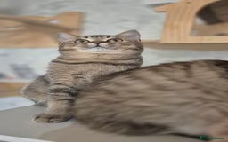 Scottish Fold cats for sale: Full pedigree! TICA registered Scottish Fold - Image 32