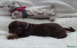 Miniature Dachshund dogs for sale: Shorthaired Minature Daschunds  - Image 32