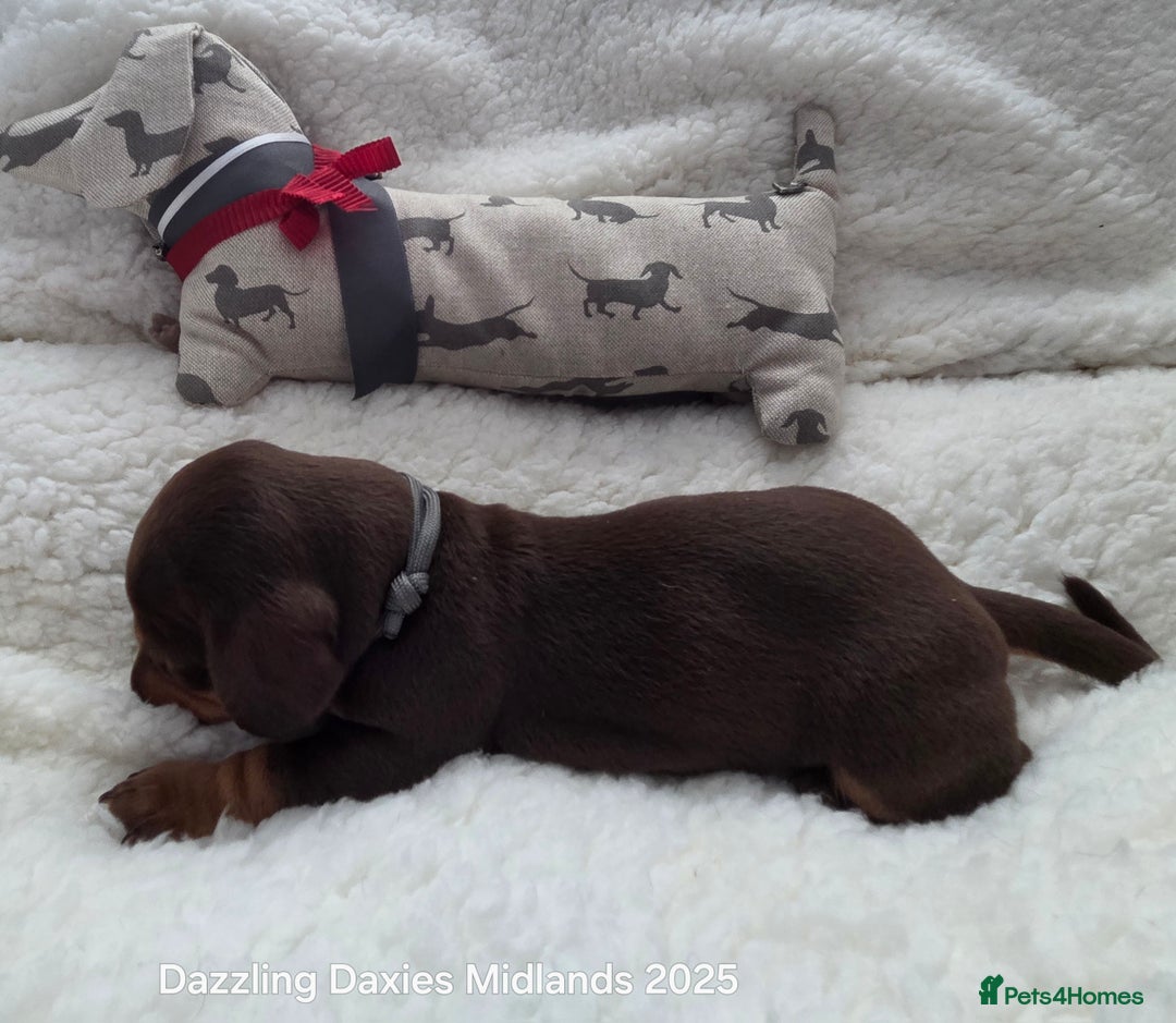 Miniature Dachshund dogs for sale: Shorthaired Minature Daschunds  - Image 32