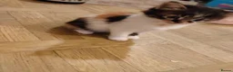 Mixed Breed cats for sale: Beautiful kittens looking for forever homes  - Advert 8