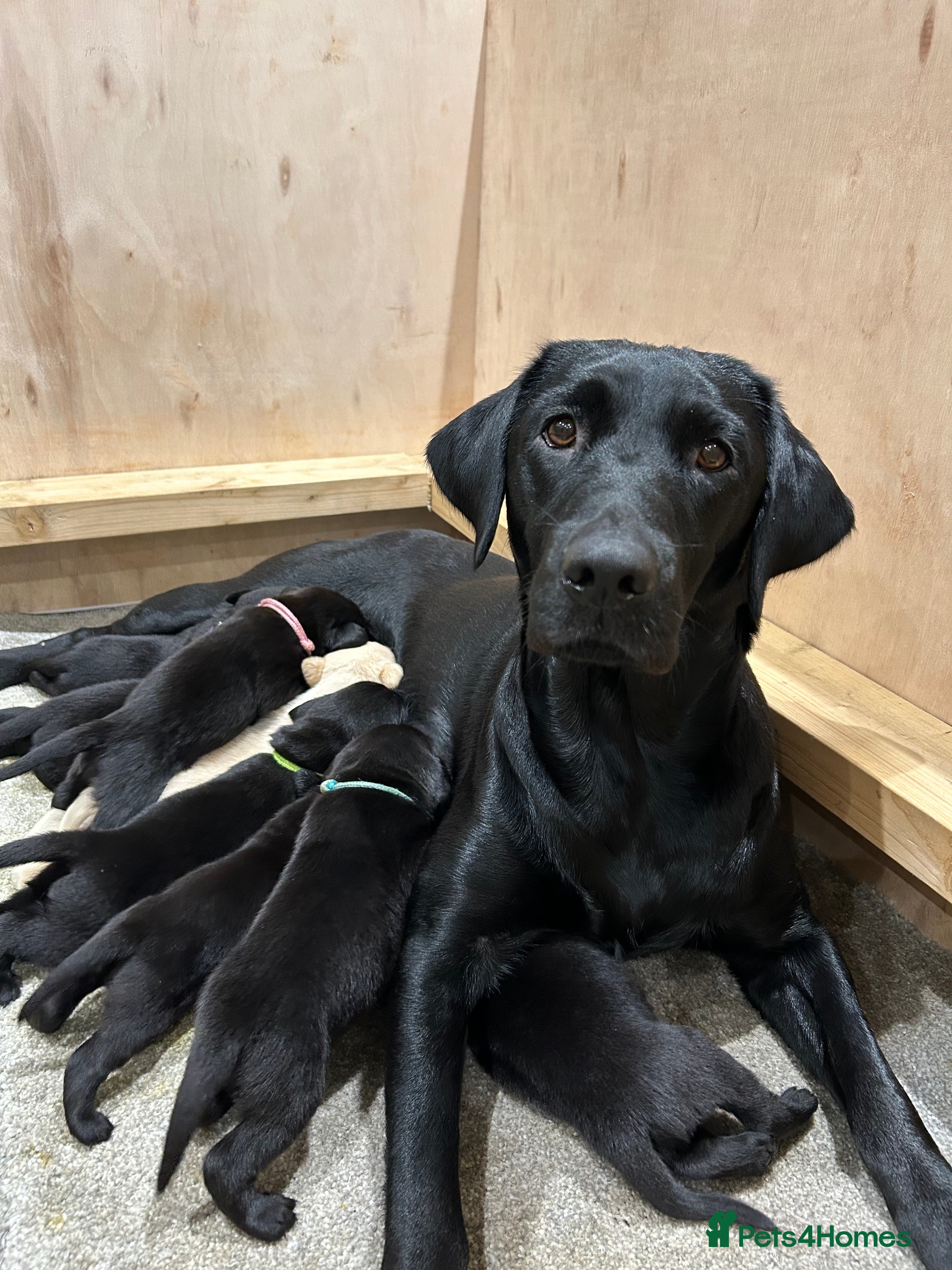 Labrador Retriever dogs 5th Gen KC Outstanding Labrador Retriever Pups - Advert 1