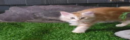 Maine Coon cats for sale: Maine Coon kittens for sale CF81  - Advert 3