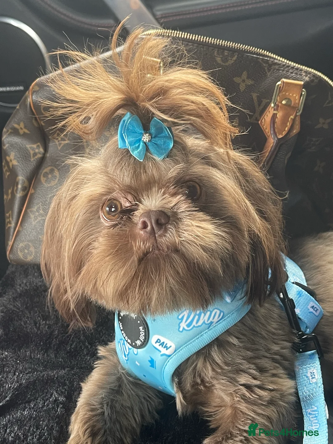 Shih Tzu dogs for stud: STUNNING CHOCOLATE IMPERIAL SHIHTZU OPEN AT STUD in Grays - Advert 25