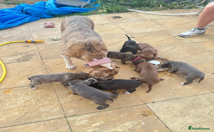Mixed Breed dogs - Advert 2
