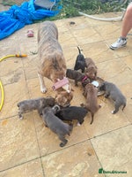 Mixed Breed dogs - Advert 1