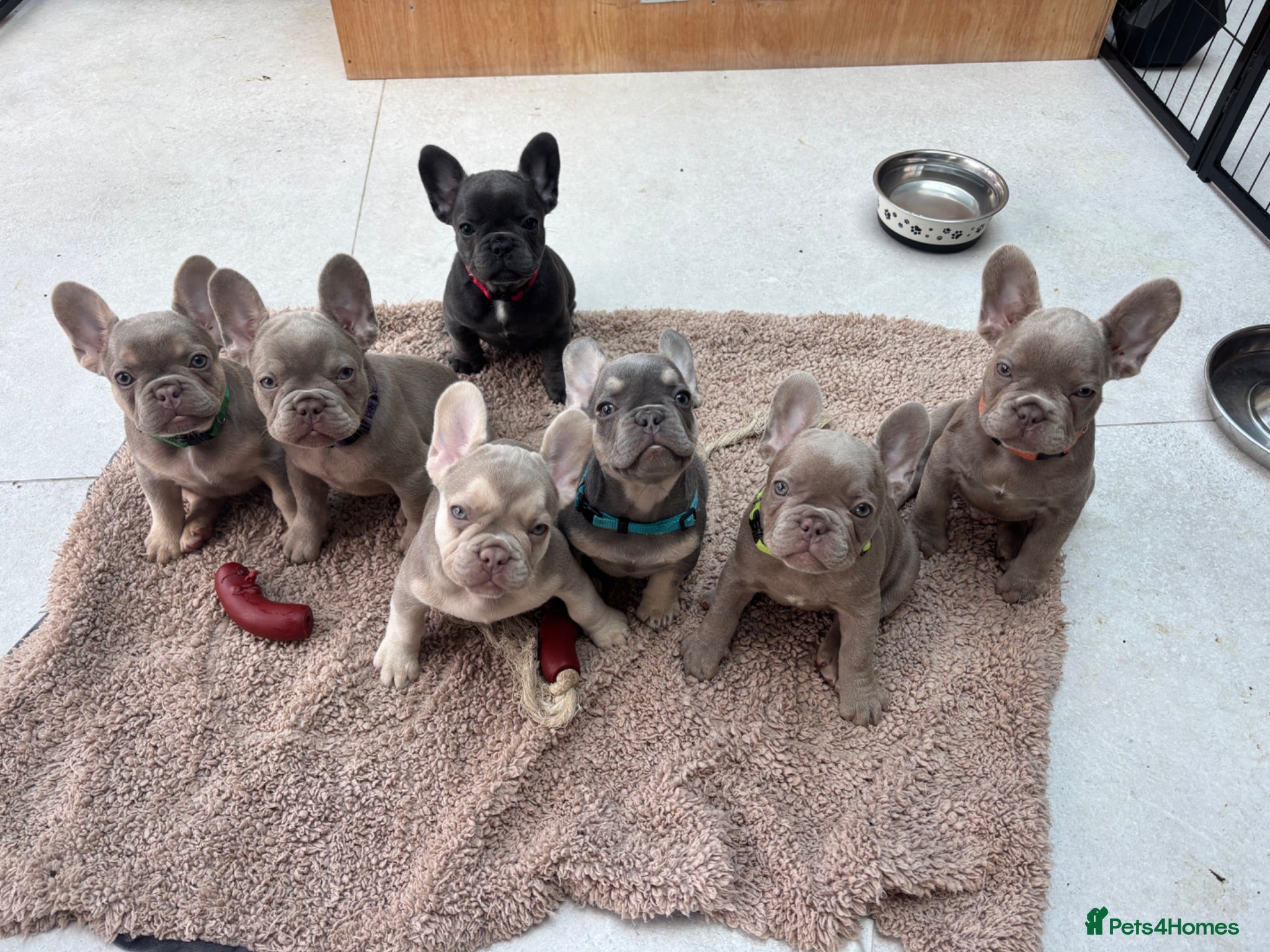 French Bulldog dogs French Bulldog Pups - Advert 2