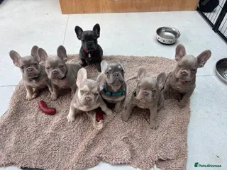 French Bulldog dogs French Bulldog Pups - Advert 2