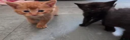Mixed Breed cats for sale: Beautiful Fluffy Kittens Looking for Forever homes - Advert 6