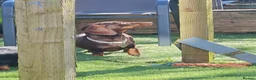 Miniature Dachshund dogs for sale: Sweet big brown female  - Advert 8