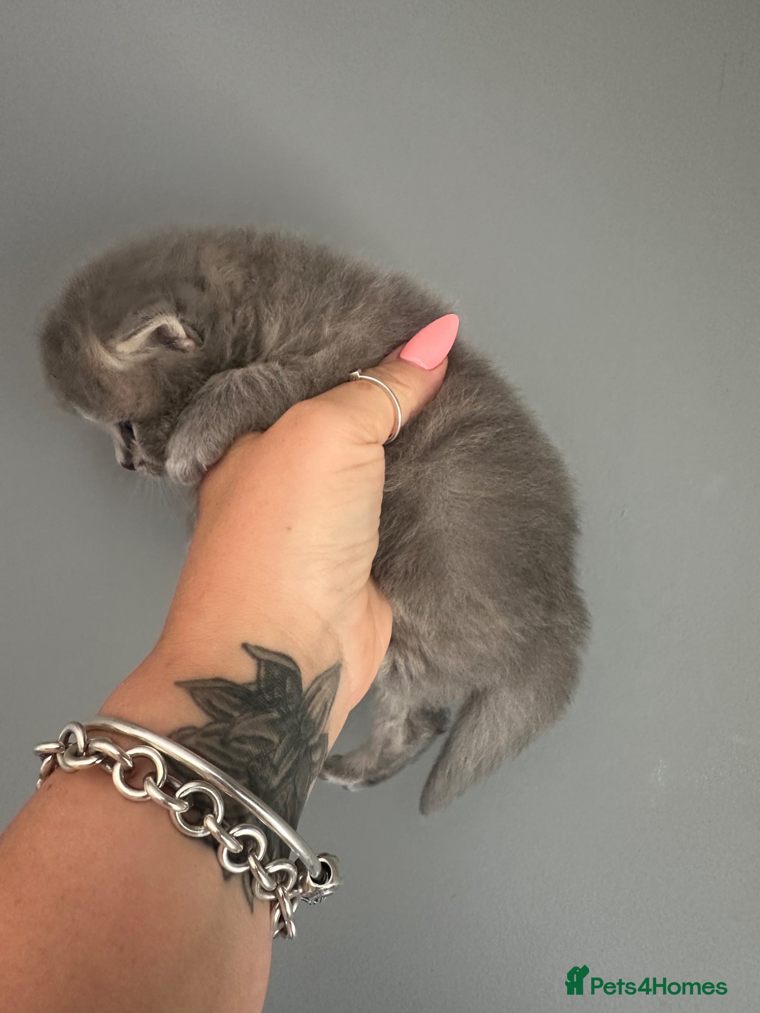 British Shorthair cats for sale: Exceptional British Shorthair kittens 🩷 - Advert 9
