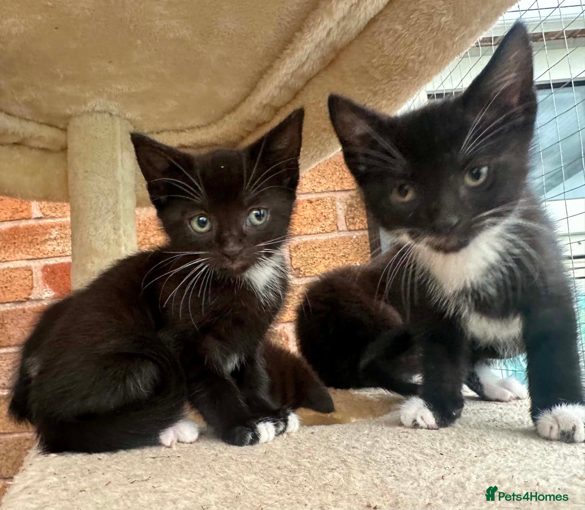 Mixed Breed cats Kittens  - Advert 1