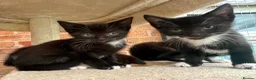 Mixed Breed cats for sale: Kittens  - Advert 1