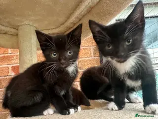 Mixed Breed cats Kittens - Advert 5