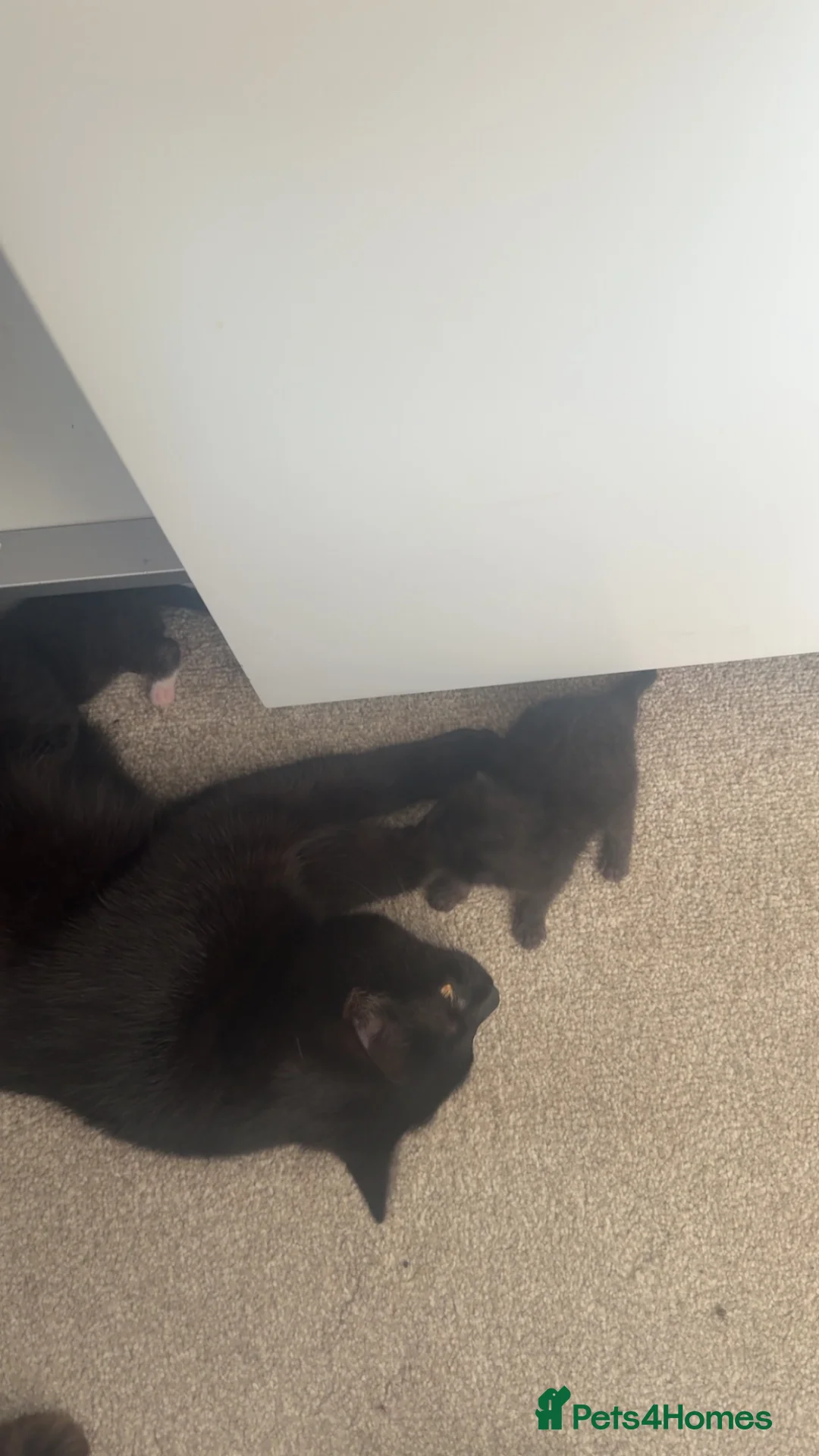 Mixed Breed cats for sale: British short hair cross  - Advert 2