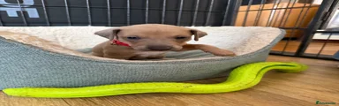 Fawn (Red Collar)