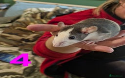Rat rodents for sale: 9 beautiful girls - Image 12