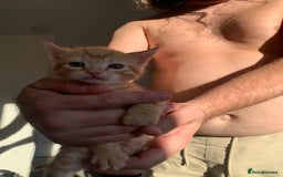 Mixed Breed cats for sale: Kittens for sale   - Image 6