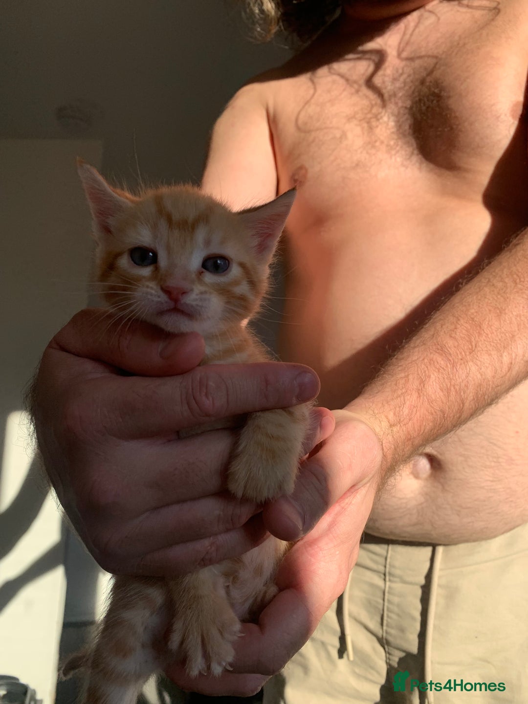 Mixed Breed cats for sale: Kittens for sale   - Image 6