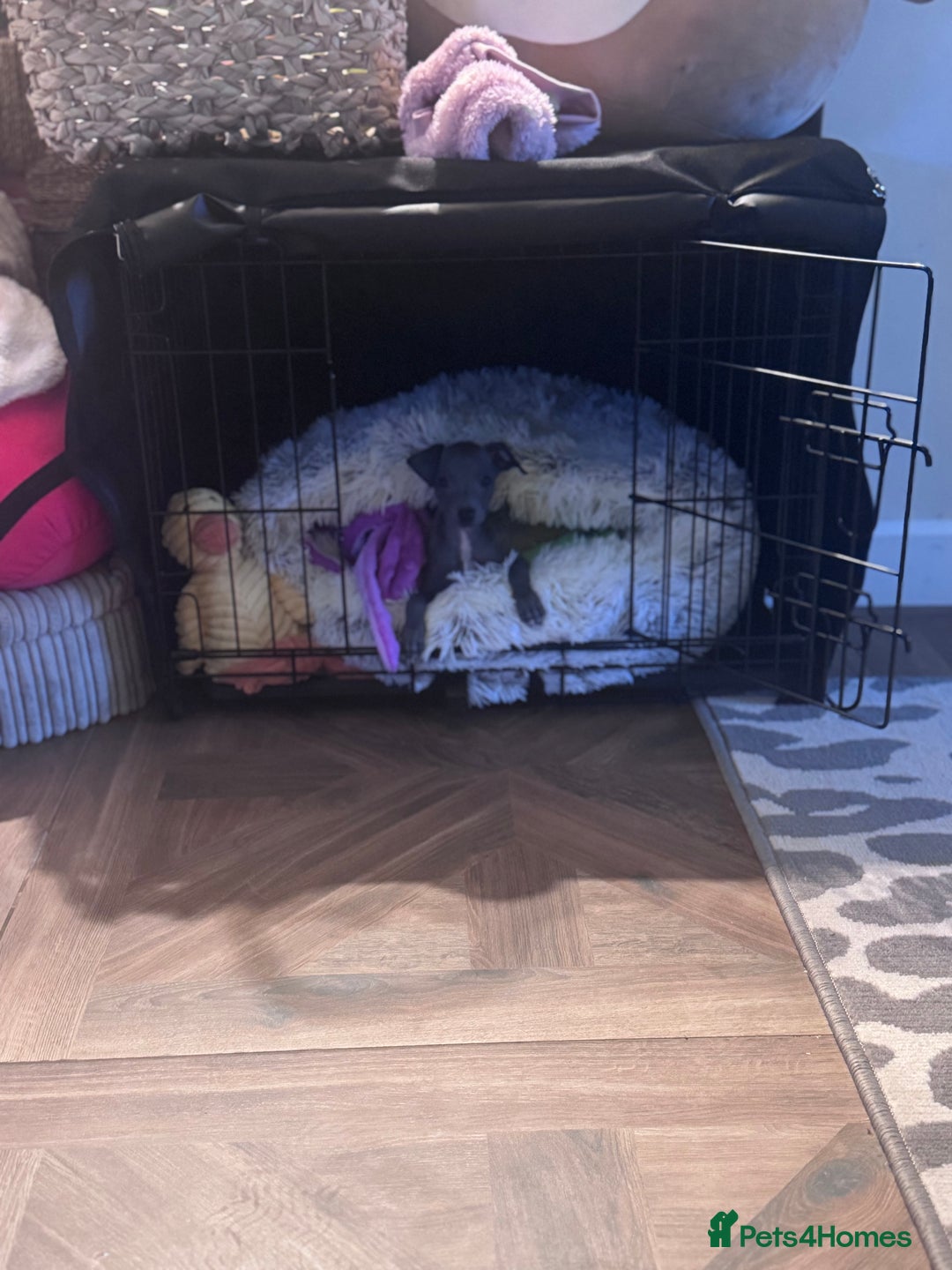 Italian Greyhound dogs for sale: Unfortunate resale due to allergies - Advert 3