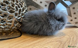 Lionhead rabbits for sale: 2 double mane lion heads  for sale  - Image 6