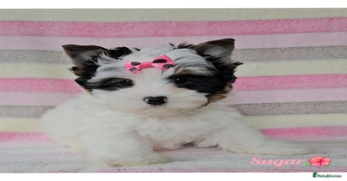 Yorkshire Terrier dogs - Advert 7