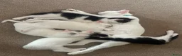 Mixed Breed cats for sale: Kittens - Advert 23