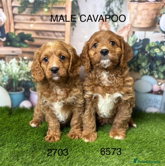 Cavapoo dogs Gorgeous Cavapoo puppies from a licensed breeder  - Advert 10