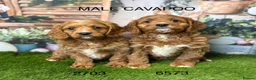 Cavapoo dogs for sale: Gorgeous Cavapoo puppies from a licensed breeder  - Advert 1