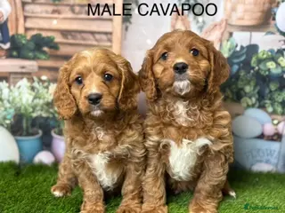 Cavapoo dogs Gorgeous Cavapoo puppies from a licensed breeder - Advert 1