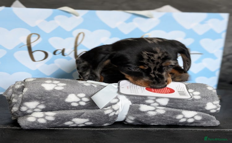 Miniature Dachshund dogs - Advert 12