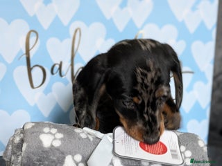 Miniature Dachshund dogs - Advert 12