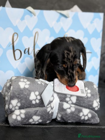 Miniature Dachshund dogs - Advert 12