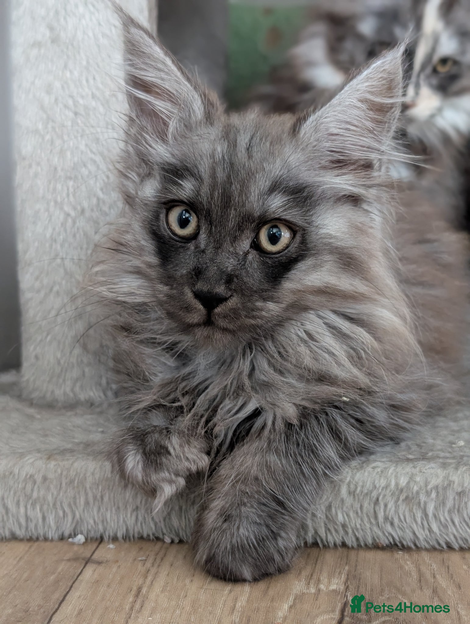 Maine Coon cats Stunning Tica pedigree boy kitten. Ready now  - Advert 1