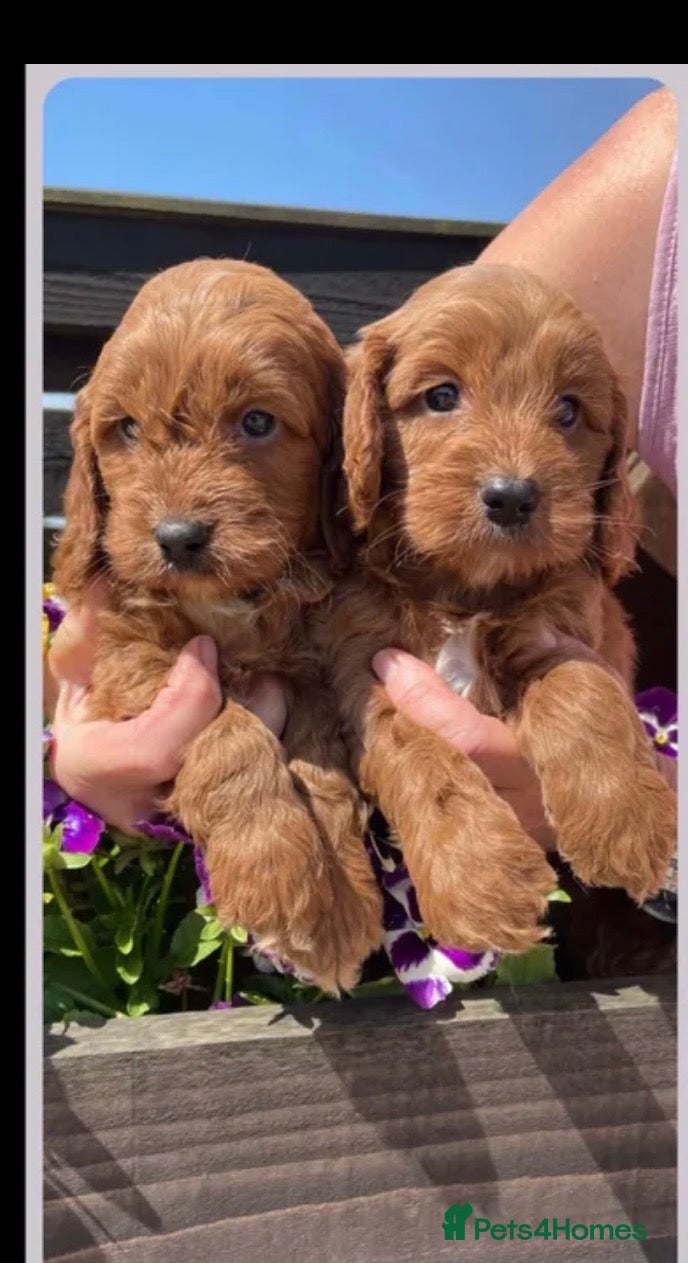 Cockapoo dogs COCKERPOO PUPS FROM 5 STAR LICENSED HOME BREEDER - Advert 1