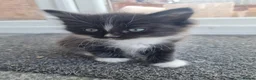 Mixed Breed cats for sale: 1 Beautiful kitten looking for forever home - Advert 2