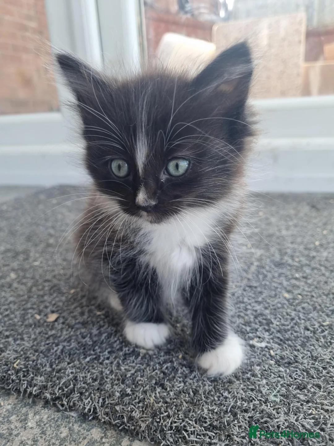 Mixed Breed cats for sale: 1 Beautiful kitten looking for forever home - Advert 2