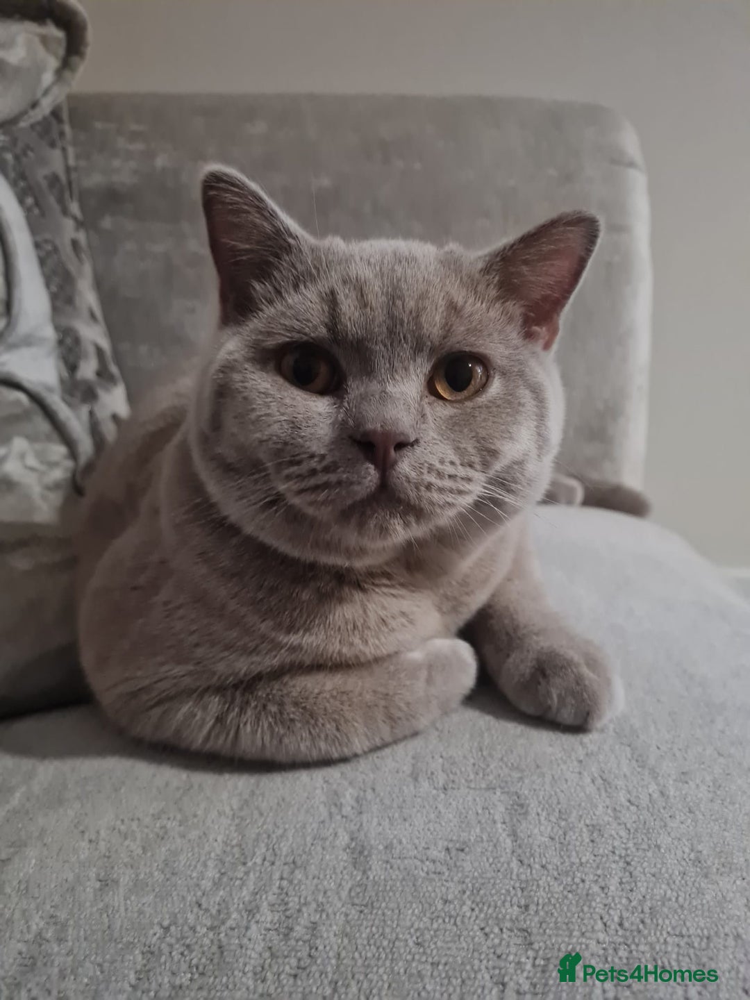 British Shorthair cats for sale: ❤️‍🔥 British Shorthair Kittens ❤️‍🔥 - Advert 6