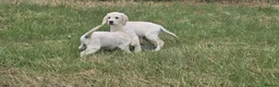 Labrador Retriever dogs for sale: Labrador puppies in Craigavon - Advert 4
