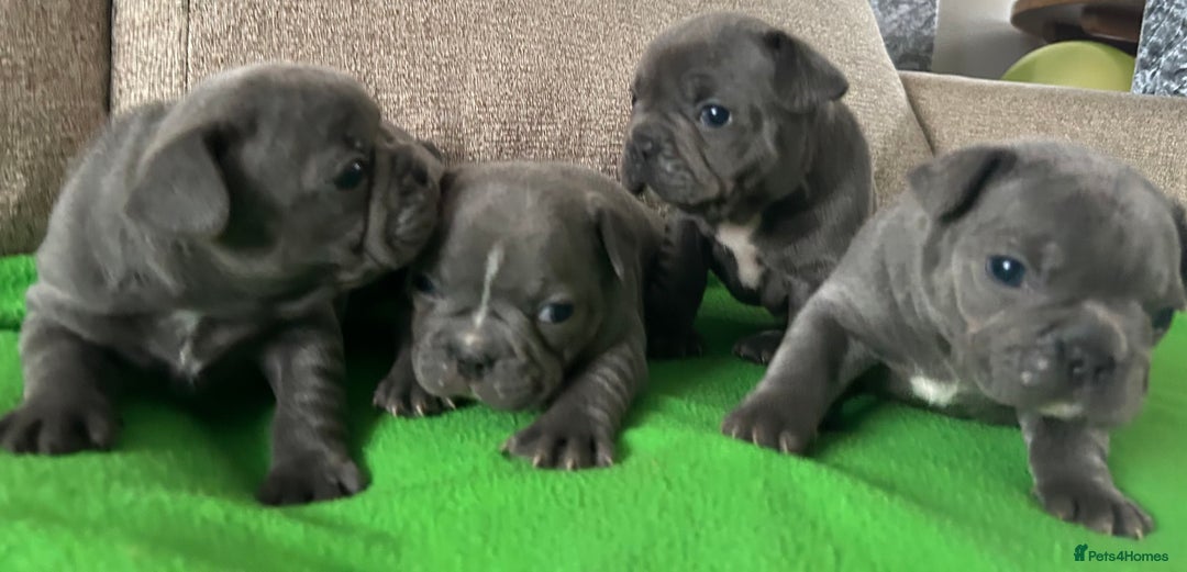 French Bulldog dogs for sale: Solid Blue French Bulldog female puppies - Image 20