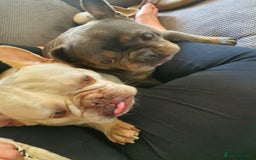 French Bulldog dogs for sale: Beautiful white female frenchie - Image 7